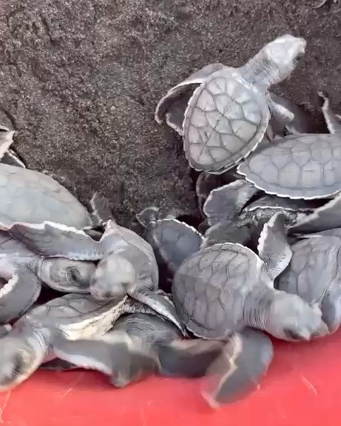 Sea turtle 1